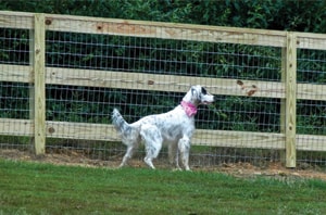 Nellie Inspecting the Fence