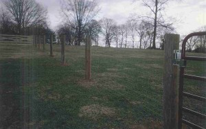 Wood Posts with Cattle Wire